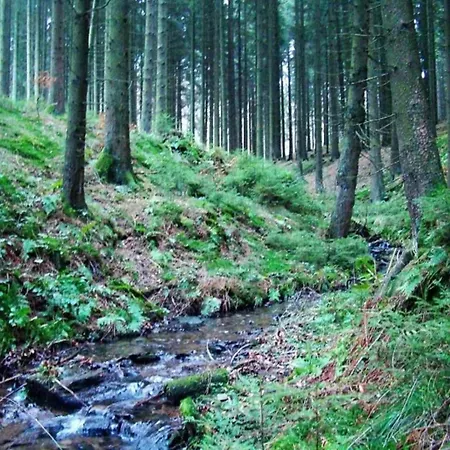 On The Edge Of The Forest Apartment *